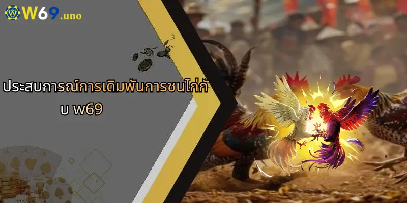 การชนไก่ของเปรู: เสน่ห์และกลยุทธ์แห่งโลกกีฬาเดิมพันกับ W69 4 ประสบการณ์การเดิมพันการชนไก่กับ w69